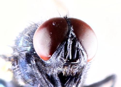 Réf. 335 244 : Eudasyphora cyanicolor